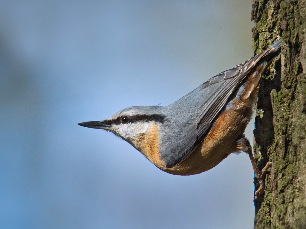 Sittelle Torchepot Photo prise par Frank Vassen | Nuthatch (Sitta europaea), Parc de Woluwé, Brussels