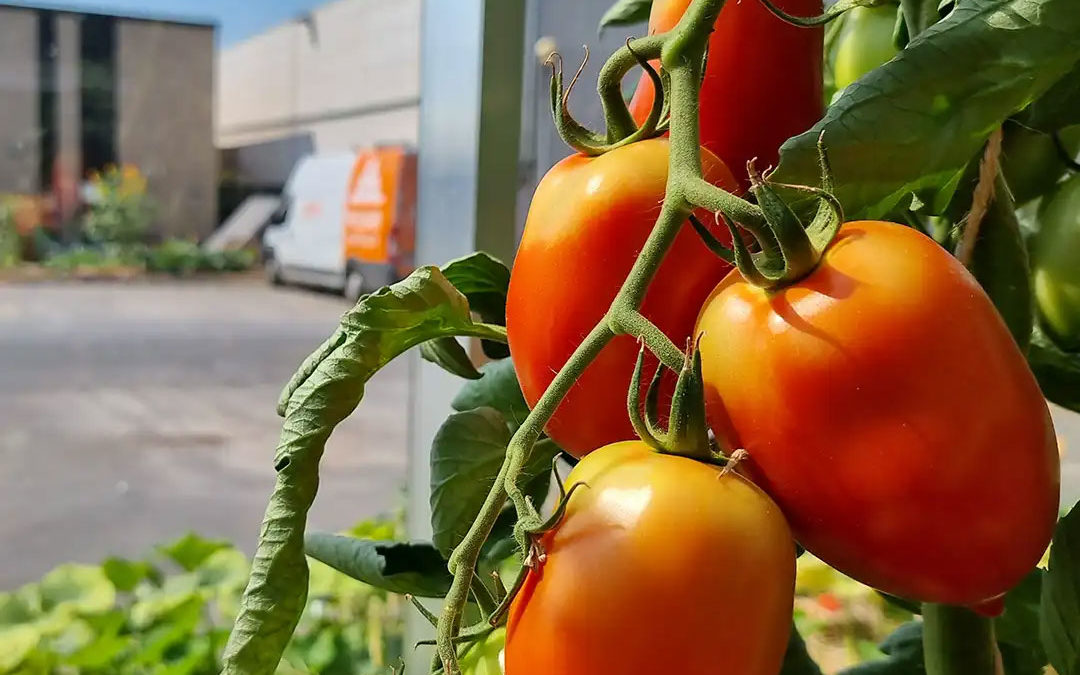 5ème mois de chantier pour le PulsGARDEN